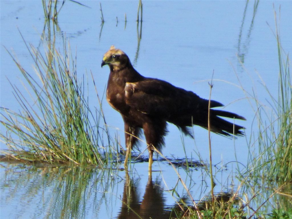 Falco di palude (Circus aeroginosus)